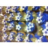 Mini Cupcakes 10